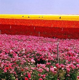 Switch版《GTA：三部曲-终极版》游戏截图首次公布